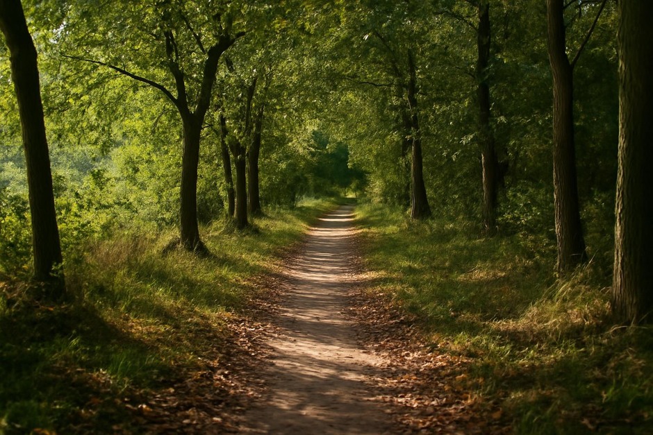 A short tree-lined path with dappled sunlight and leaf litter